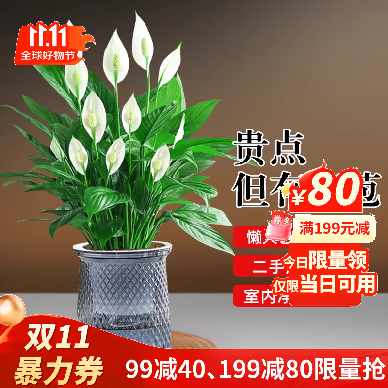 花财主盆栽懒人好养绿植组合办公室内水培小盆栽花卉净化空气植物绿萝 特级白掌带花发货【吸水盆】+肥料