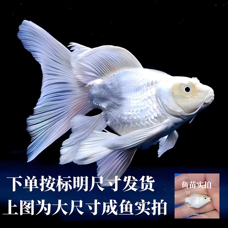 鲤球体球形贵妃蝴蝶锦鲤大尾巴观赏鱼苗淡水鱼冷水好养 精品狮子头