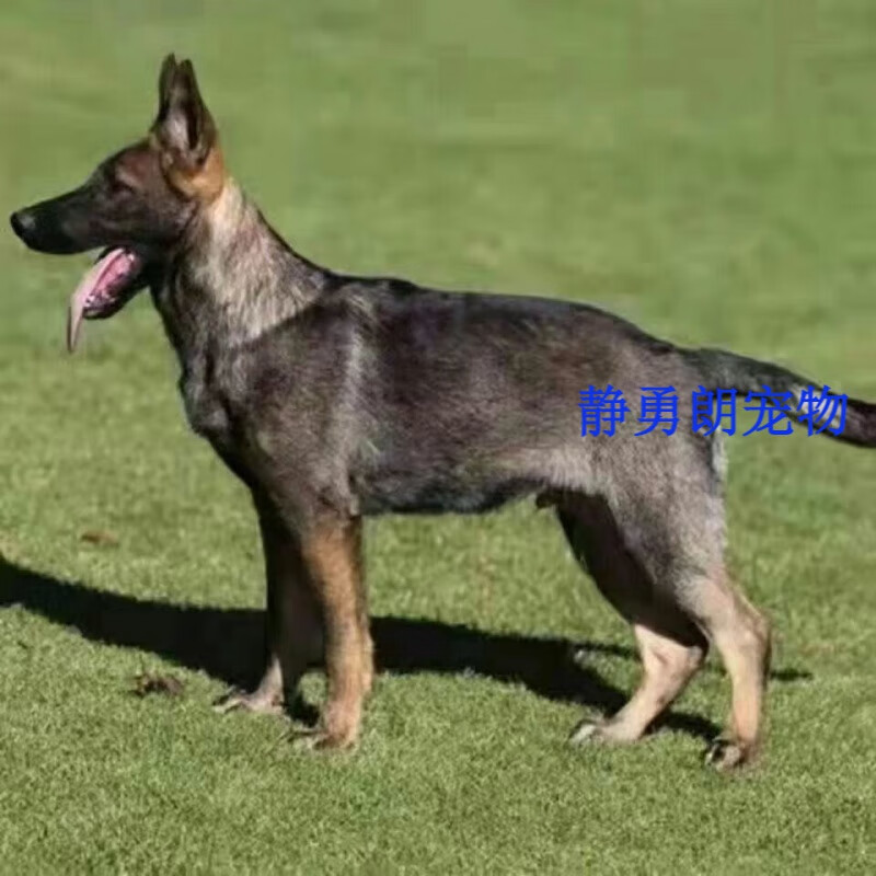 荣郁狼青幼犬中华田园犬土狗护卫犬看家护院看门狗昆明犬家养警犬