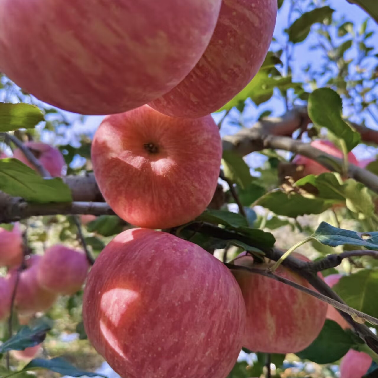 鲁小鲜山东烟台红富士苹果礼盒脆甜新鲜精选大果生日高端送礼水果礼盒装 精选大果12颗礼盒装(单果80mm+)