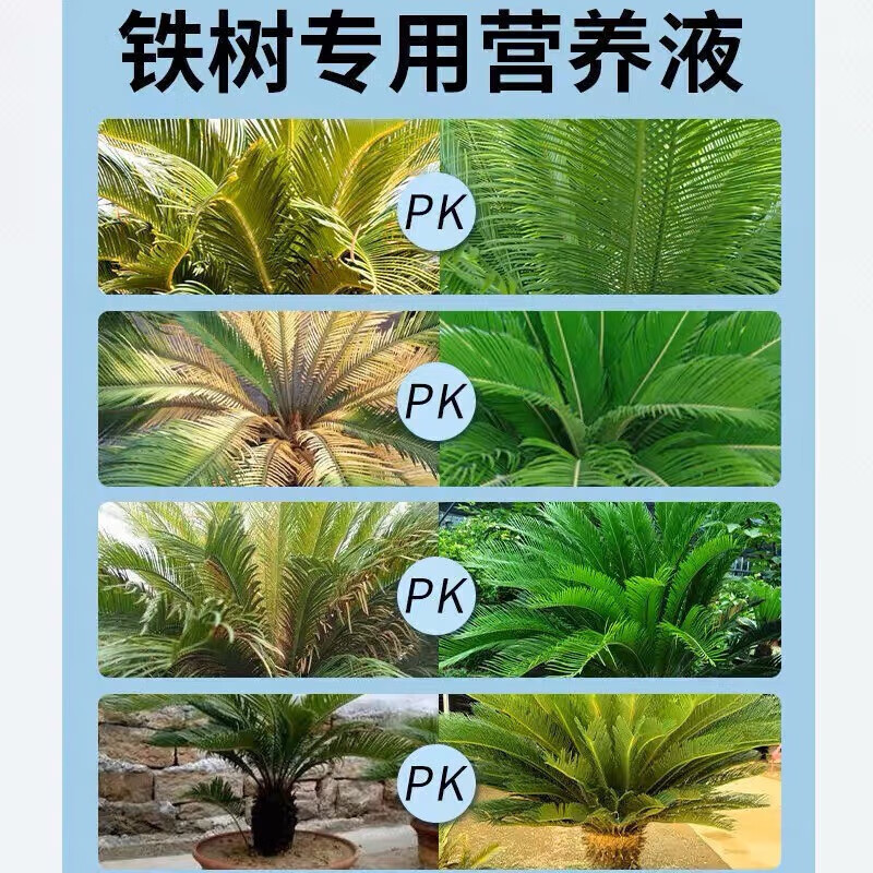 铁树专用肥料叶子发黄喜酸植物通用营养液盆栽肥料铁树专用营养液 3瓶装