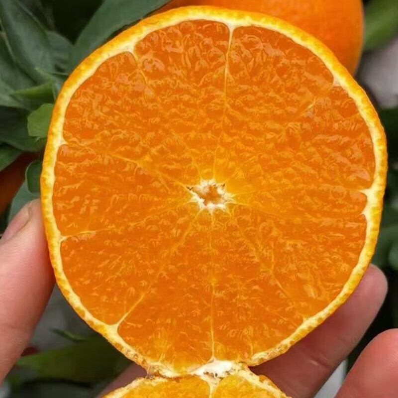 泓瀚果冻橙正宗四川爱媛38号青见橙子薄皮柑橘孕妇手剥水果现摘现发 整箱9斤装 (净8斤+) 品质大果(果径70-80mm)