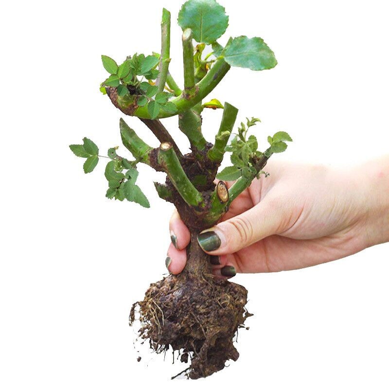 查看花卉历史价格的App|花卉价格走势