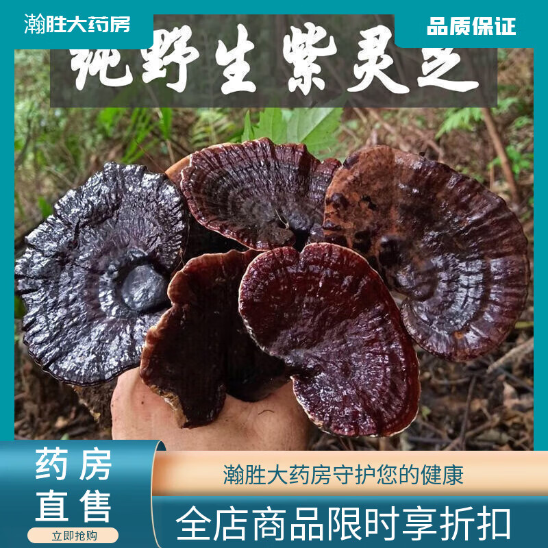 崹艼野生紫灵芝天然深山林芝不苦纯野生紫芝特级整枝 野生紫灵芝100克