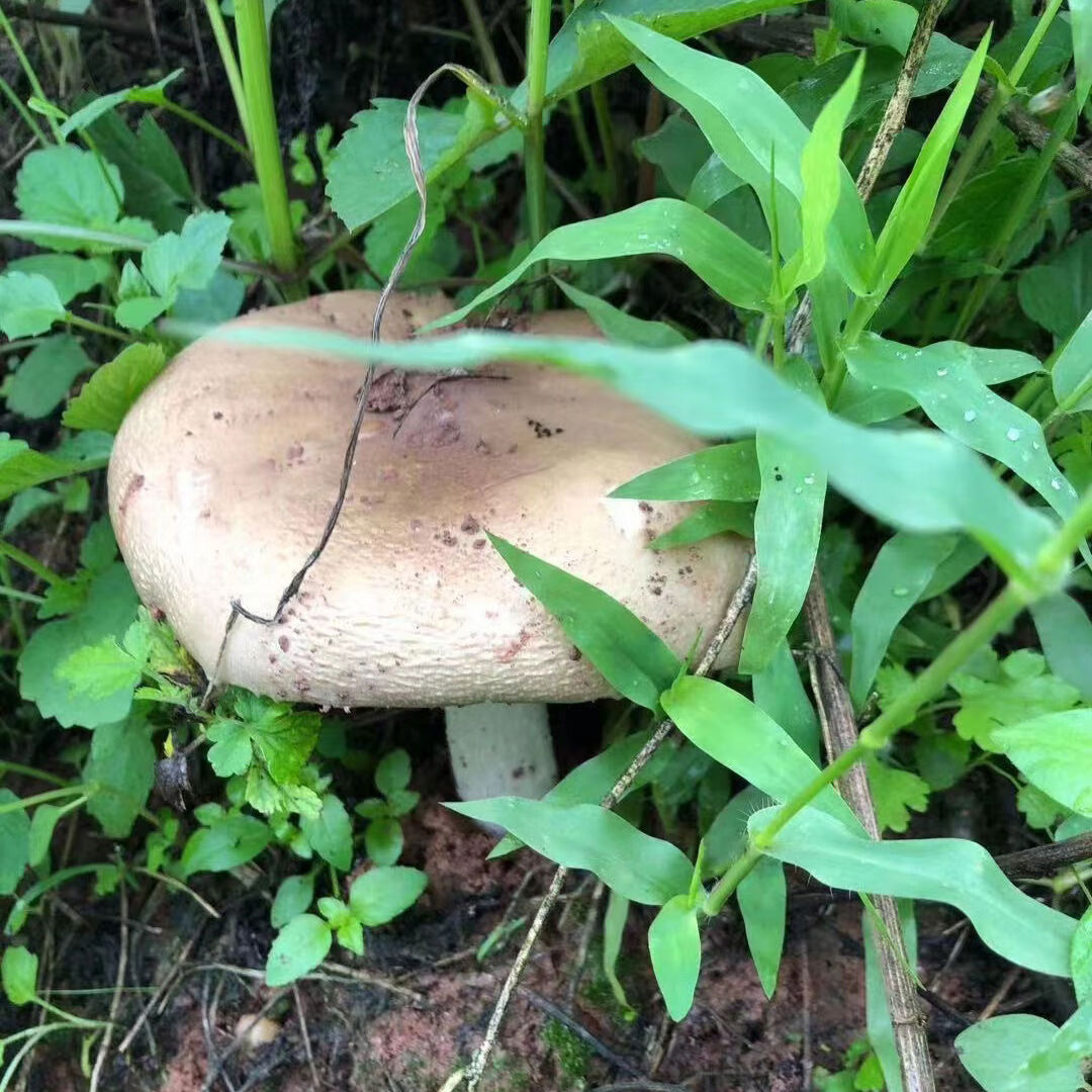 野生鸡枞菌新鲜斗鸡菇伞把菇大脚菇三八菇三塔菌四川火把榨油炖汤 开