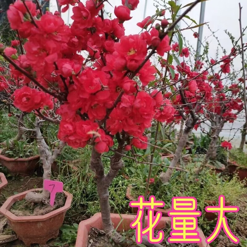 旺园兴正品重瓣长海棠花盆景海棠老桩庭院植物冬季耐寒四季阳台花卉 【原盆原土】长寿海棠花十年苗（精品老桩 开花成景）