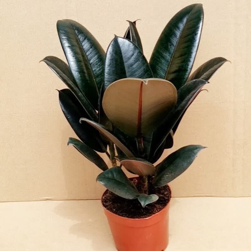 苏鲁雅卉橡皮树客厅大盆栽四季常青大型网红绿植室内北欧风好养易活