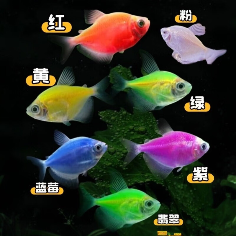 【顺丰快速发货】3-5CM彩色天使鱼 群游观赏鱼淡水活体小型鱼好养 七色(翡翠/蓝/红/黄/粉/绿/紫) 12条+2条备损(七色各2条)3-5CM大号