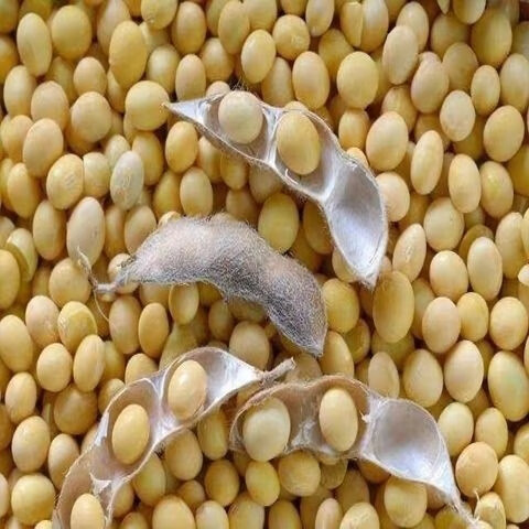 农家自种大粒黄豆做豆腐豆花打豆浆生豆芽新鲜1斤5斤 农家种植【大粒新黄豆】1.5斤