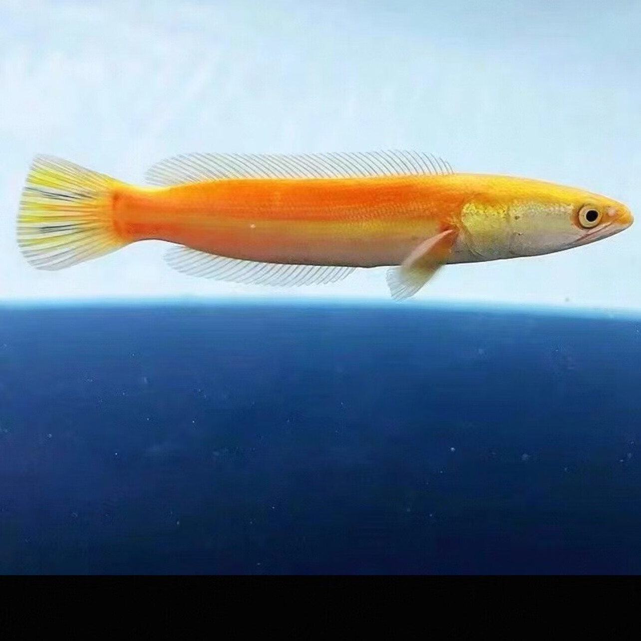 瀚幻大铅笔鱼活鱼加里曼丹多曼大型凶猛肉食鱼热带七彩海象观赏鱼魔神