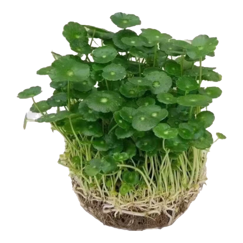 ͭǮ��ˮ�������������⻨���вƽ�Ǯ����ֲ����ȩ��ֲ��Ҷ��ֲ�� ����ˮ��ͭǮ��1���Ҷ�� 2.5Ԫ