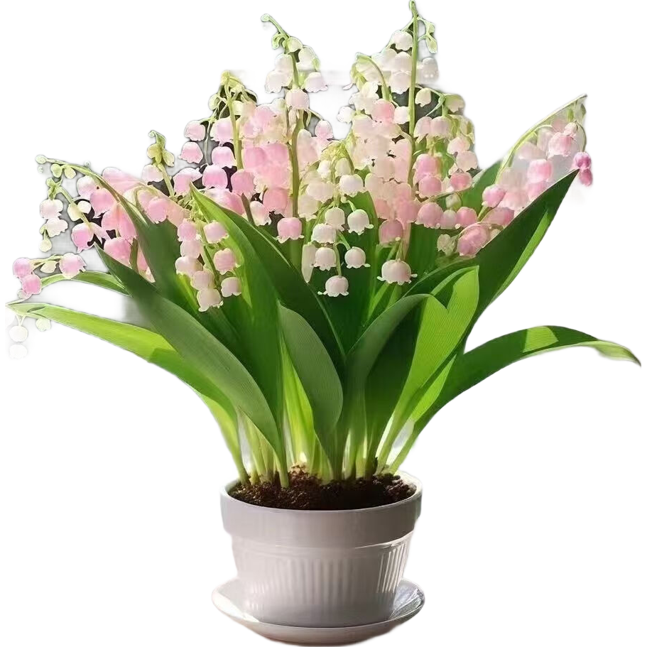 Ũ�����������ļ��������Ϸ��廨�������ͺ����ֺ��������������� ��ɫŨ�������� 20��ѿ ���� 6.6Ԫ