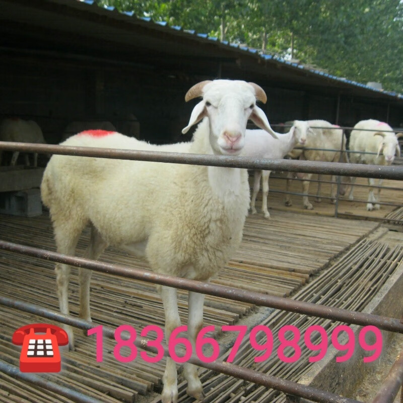 小尾寒羊纯种绵羊种公羊怀孕母羊小羊羔活羊羊苗活体幼崽肉羊马头