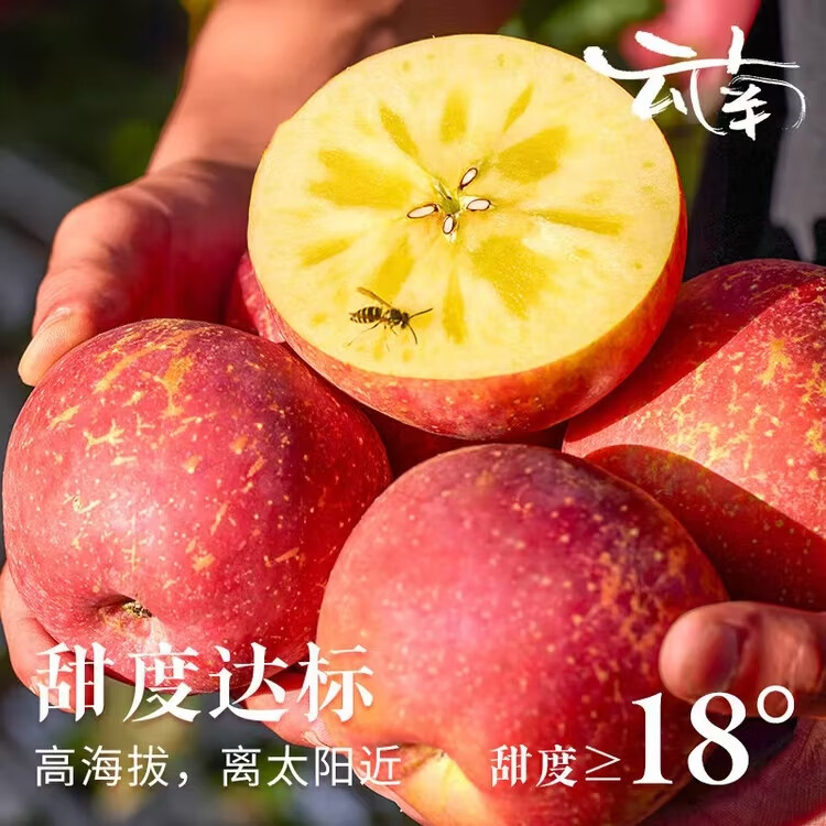云创岳品正宗丽江泸沽湖糖心苹果高海拔丑苹果脆甜时令水果 新鲜水果整箱 整箱10斤精选果径70-80MM净重9-9.5斤
