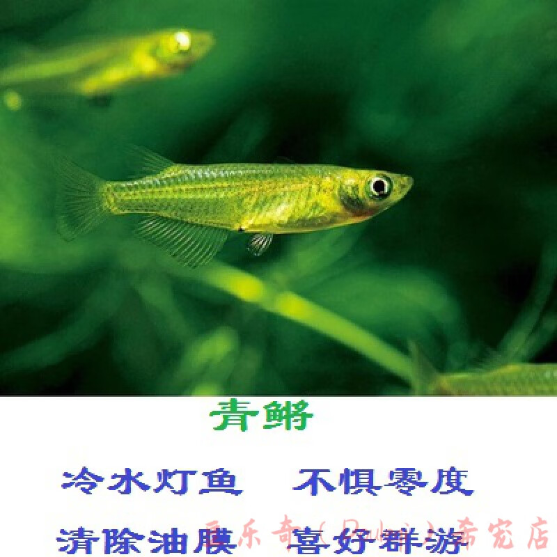 鱼群游观赏鱼冷水鱼原生鱼淡水活鱼练手鱼活体宠物 1cm迷你小青鳉2条