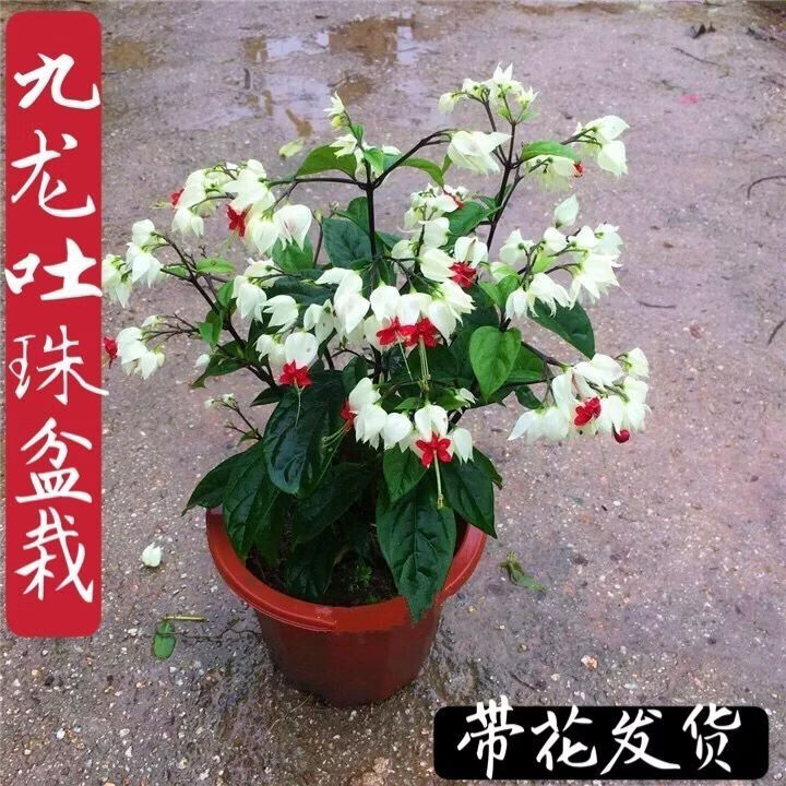 龙吐珠花带花阳台盆栽可爬藤花卉植物室内四季开花吸甲醛鲜花易活 九