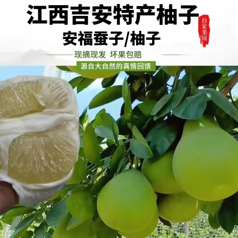 安福蚕子江西吉安柚子老树新果2025头茬新鲜现摘清甜微苦水果孕妇 5斤