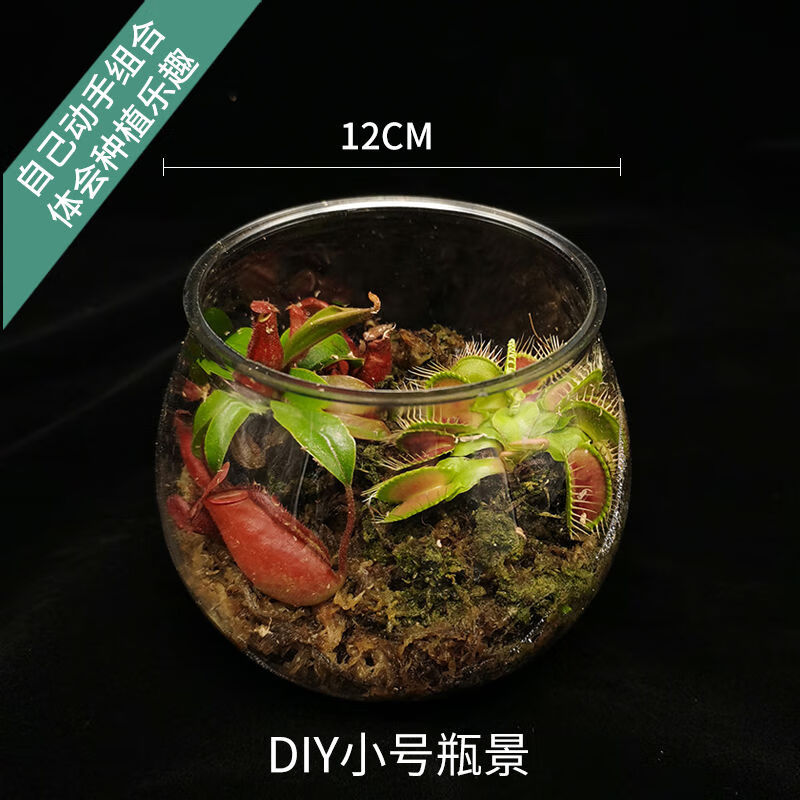 景观生态瓶捕蝇草猪笼草客厅办公室内桌面绿植 diy小号瓶景大嘴红玛丽