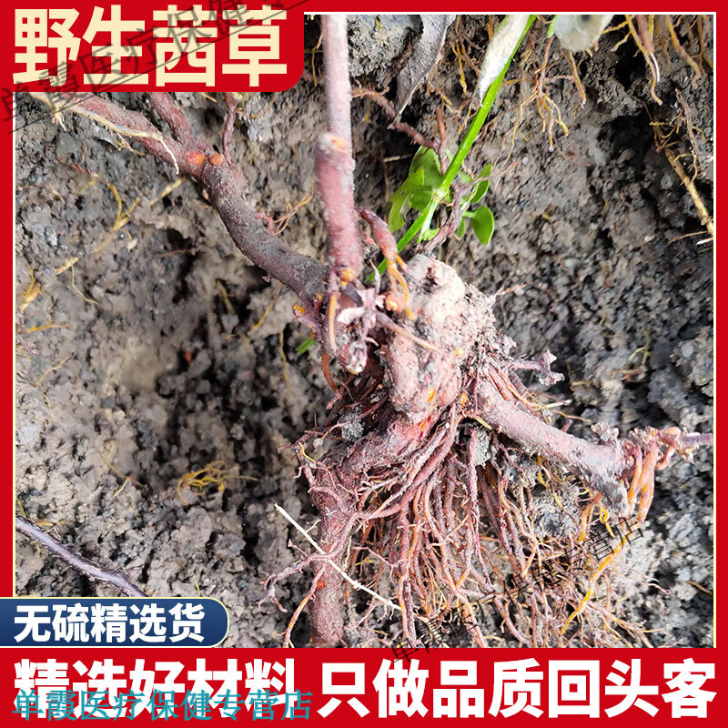 同仁堂（TRT）茜草  茜草根 血见愁 红根草西草 250克茜草根 茜草500克