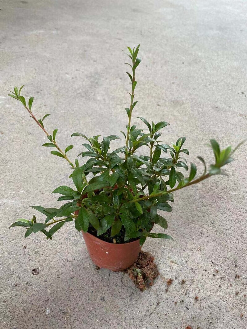 红牡丹皋月杜鹃花红色重瓣东洋鹃易养耐寒耐热花卉盆栽 3年苗 不含盆