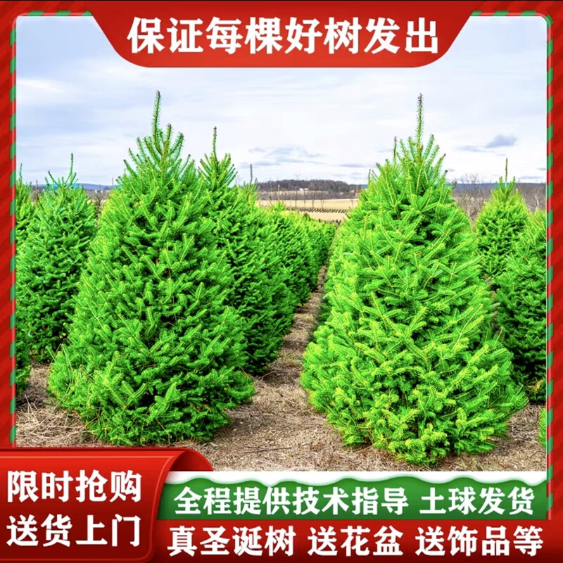 暮青真的圣诞树真树活的诺贝松真树松树圣诞节绿植挪威云杉圣诞树盆栽 1.5-1.7米云杉圣诞树（送盆+装饰）