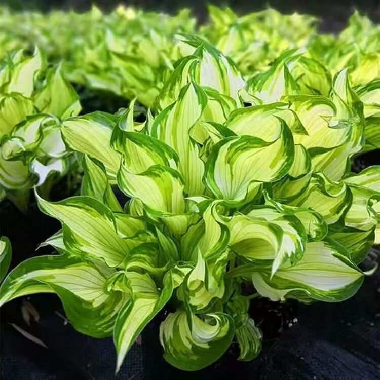 ouoety玉簪花种子庭院绿化苗种盆栽花卉绿植花叶玉簪青叶金边植物种子