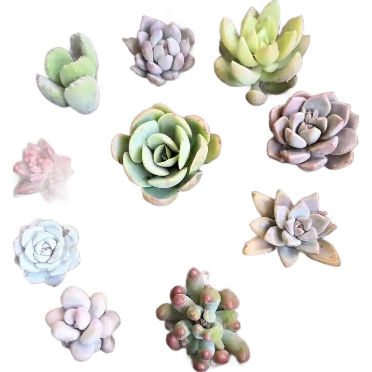 ֲ ײظѡ칫̨ɫϵ 6Ŷⲻظ 1.9Ԫ