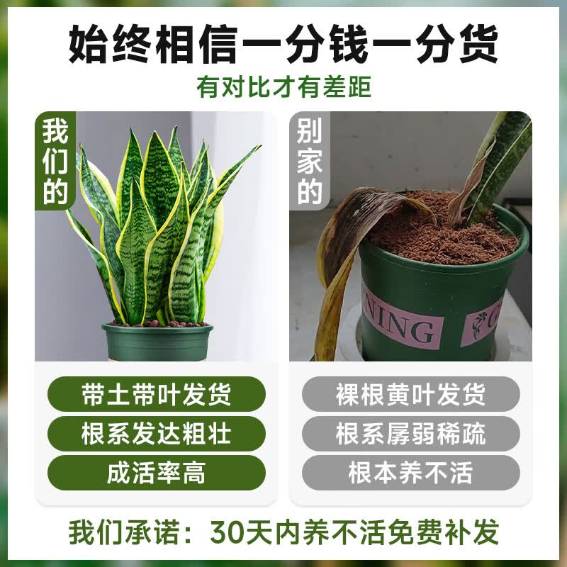 梵花壹木金边虎皮兰盆栽多肉易活水培植物绿植办公室内花卉大全客厅虎尾兰 虎皮兰70-80cm6棵（草编盆）送肥料 含盆