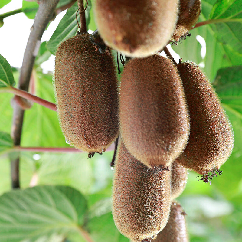 贵州修文贵长猕猴桃应季新鲜水果维C奇异果孕妇水果绿心猕猴桃 彩箱+珍珠棉发货 精选12枚装（50-70克）