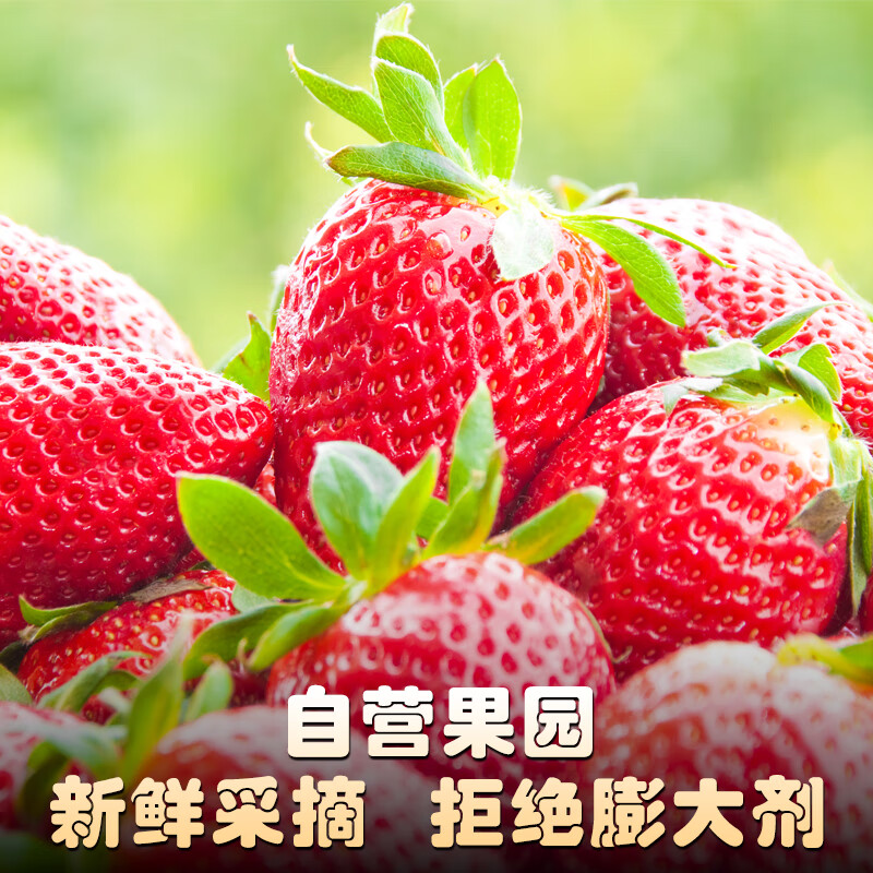 异果恋大凉山露天草莓高原红颜草莓水果礼盒现摘现发草莓礼盒装 2斤装（精选中果13g+）净重1.5斤