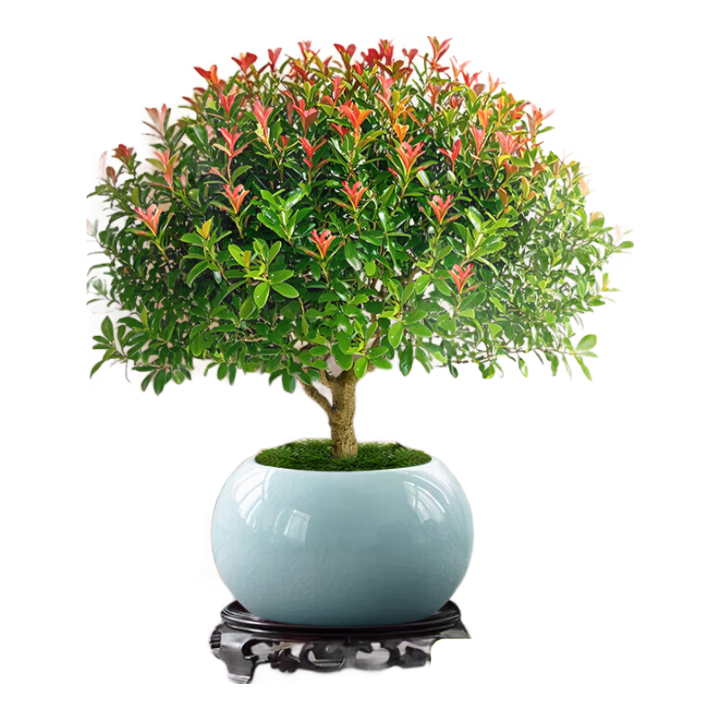 小叶赤楠盆景金丝楠木老桩盆栽大棵办公室内桌面绿植花卉四季好养 特A级小叶赤楠（蓝色冰裂纹盆）送底座+肥料