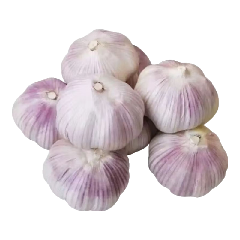 大蒜头出口品质网兜紫蒜蔬菜调料新鲜大果烧烤火锅食材 【精品网兜装】5头装 150g