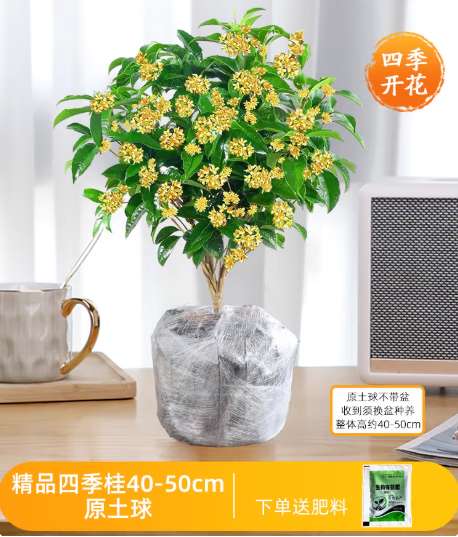 ������������ļ������Կ�������������̨ͥԺ��������Ũ���ͻ���ֲ�� �ļ���3����45-60cm��ԭ���� ����