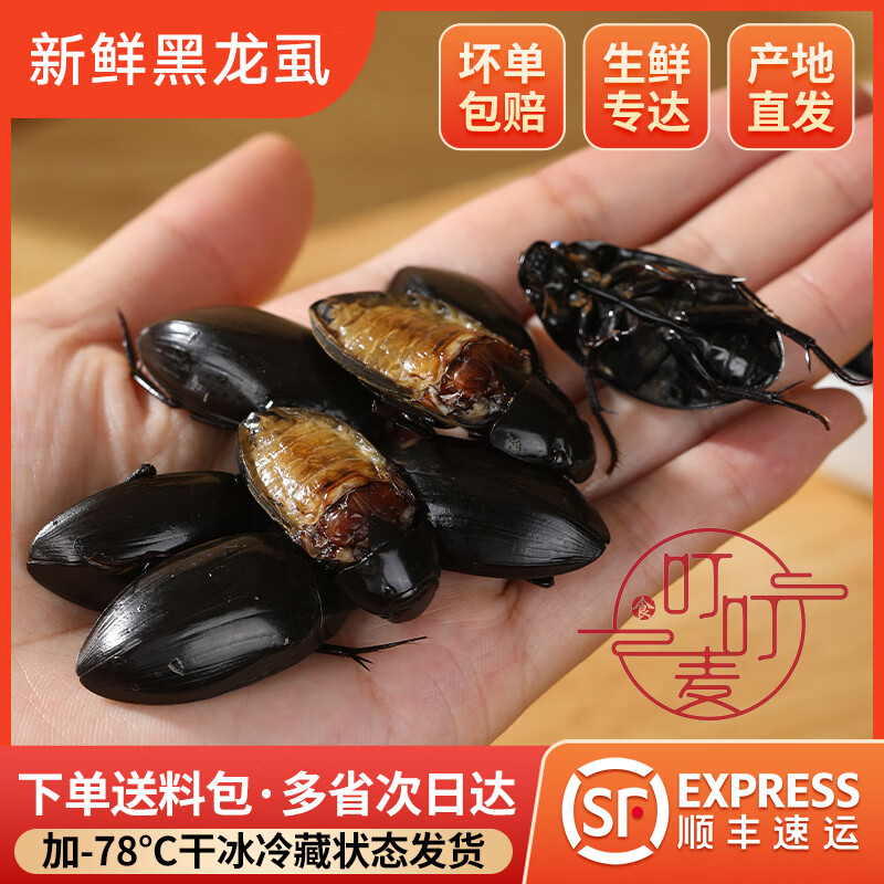 鲜冻黑龙虱射尿龟水鳖虫吃鱼鳖老鳖盖水龟子水甲虫濑尿龟水蟑螂 新鲜