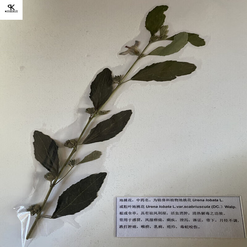 中药材腊叶中草药标本教学展览科普展示草本中草药实物标本1 地桃花