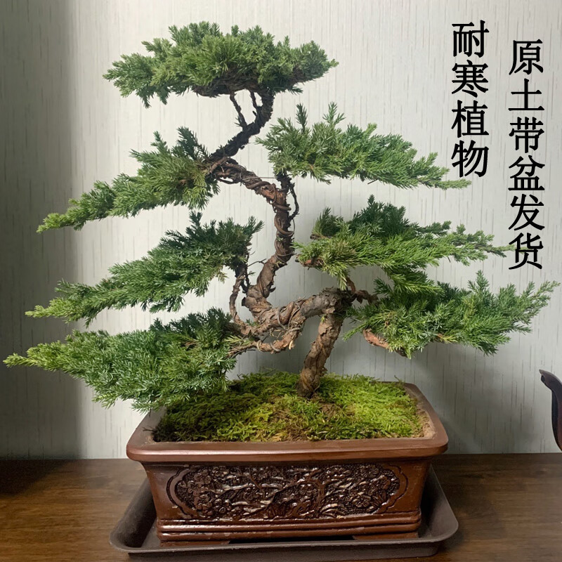 迎客松盆景真树盆栽摆件玄关茶桌办公室书房绿植造型盆景四季长青 七片凌云紫砂盆 打木架发货 含盆