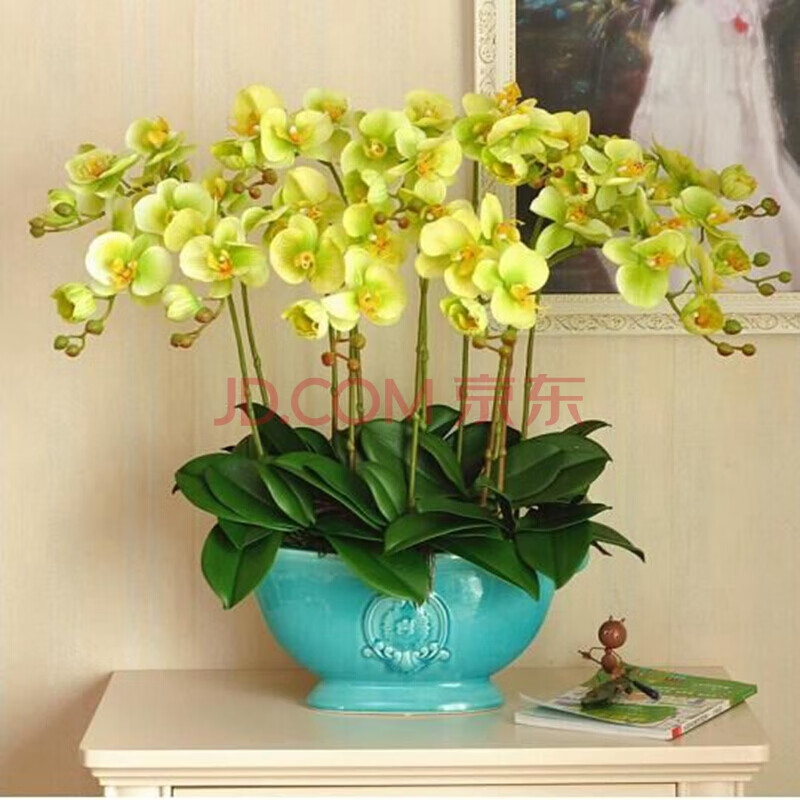 客厅阳台带盆栽好花卉四季好养易活绿植 韵气蝴蝶兰 透明原盆 原土