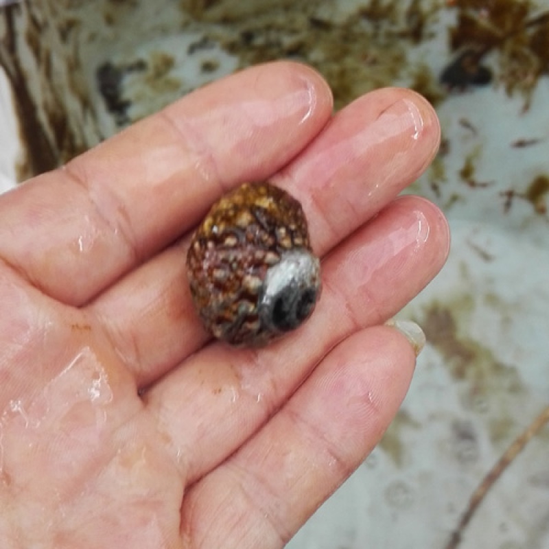 海缸食藻螺  塔螺蝾螺织纹螺紫底星螺活体海水眼螺翻除藻螺 蝾螺(牛眼