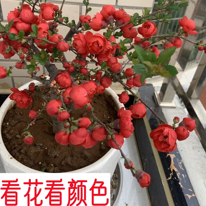 旺园兴正品重瓣长海棠花盆景海棠老桩庭院植物冬季耐寒四季阳台花卉 【原盆原土】长寿海棠花十年苗（精品老桩 开花成景）