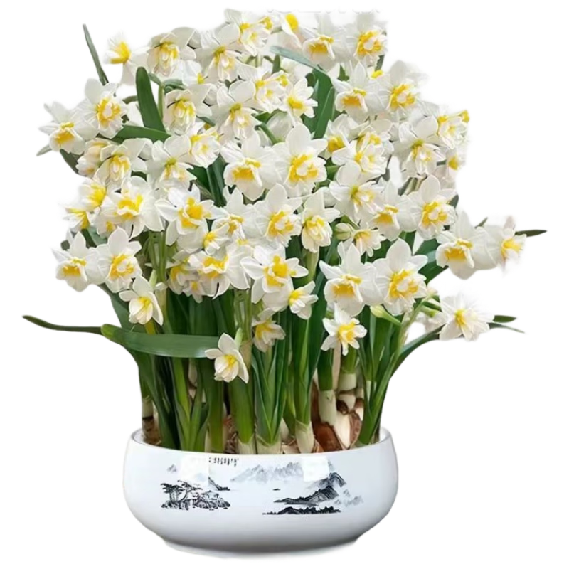 ���ڲ�������֮������ˮ�ɻ�����ˮ�ɴ���5��(�ܳ�18-22cm+ˮīɽ���մ���Դͷֱ�� 31.8Ԫ