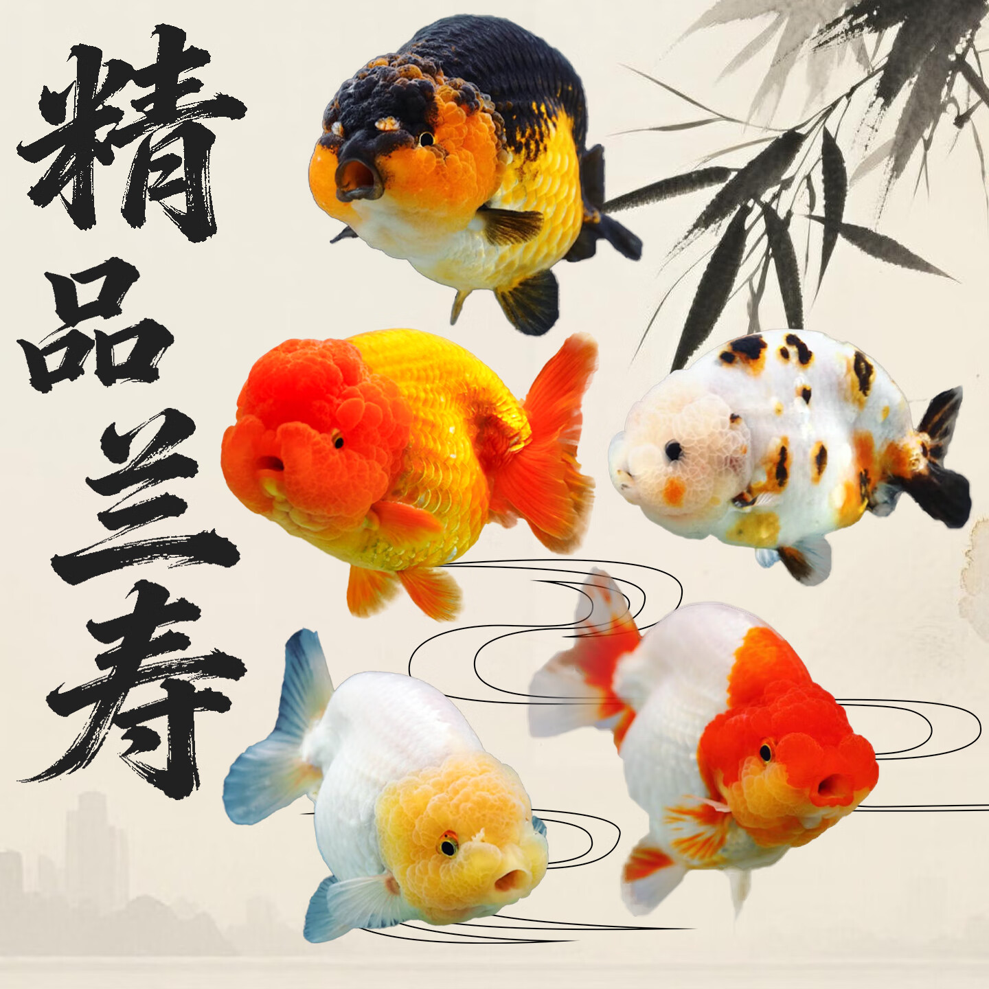百纶木千兰寿金鱼小鱼观赏鱼淡水鱼锦鲤泰狮金鱼冷水鱼活体国粹蝶尾小金鱼 【精品随机】4-5cm 小兰寿+小泰狮 各6共12条送鱼粮