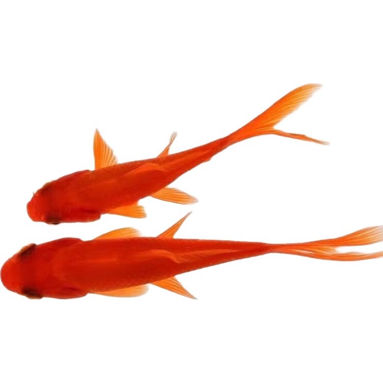 ����� ��ݽ� ������ 5-7cm С���� ���� ��1��1�ӱ��� 0.99Ԫ