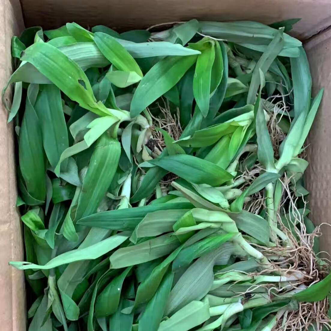 宜安堂狮子草痰火草新鲜喉火草 大苞水竹草化核草围夹草 玻璃草广东