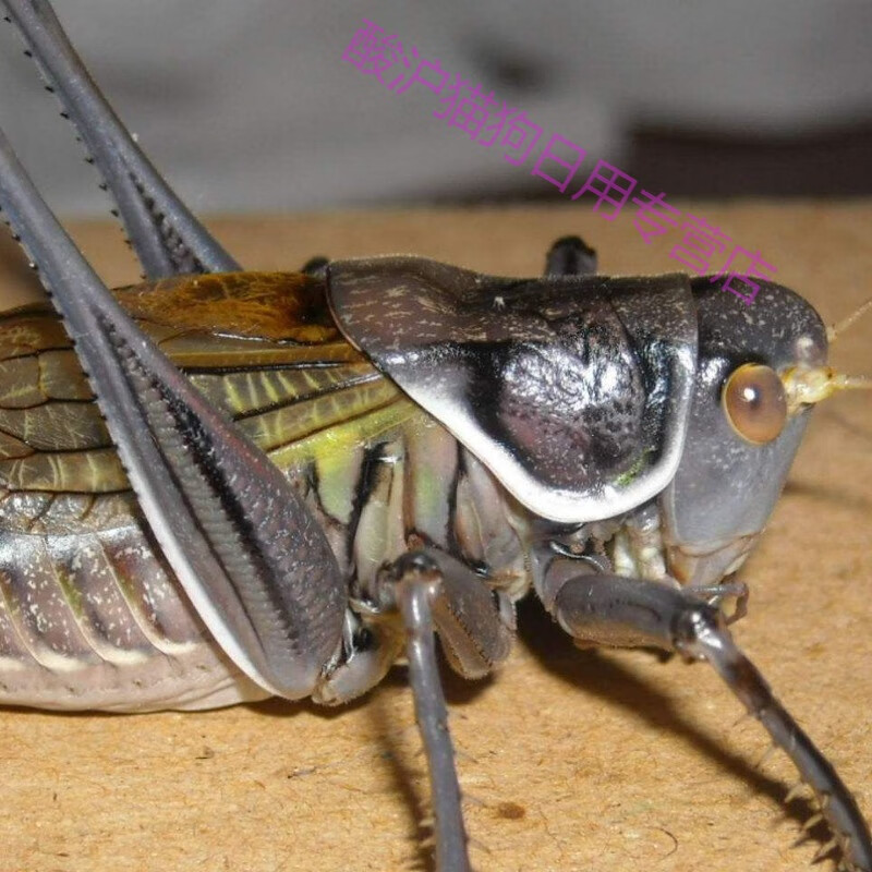 蝈蝈活大体蝈蝈鸣虫大肚子憨叫铁皮蝈蝈绿蝈蝈新脱蝈蝈绿蝈蝈宠物