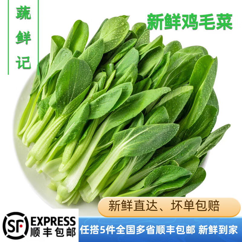 胖东来同款特级蔬鲜记鸡毛菜新鲜上海崇明鸡毛菜小松菜小青菜绿叶