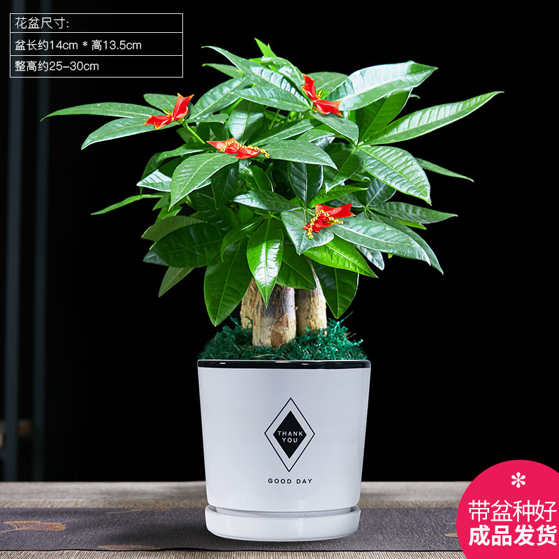 幼薇发财树盆栽招财树客厅好养易活室内绿植物办公室内桌面小盆景 发财树单棵+绿旭日东升盆+圆底盘 带盆栽好