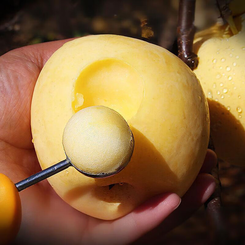 泽华果品山东烟台栖霞奶油富士苹果 黄苹果水果送礼礼盒装箱源头直发包邮 奶油富士苹果净重4.5斤13-15个小果 源头直发