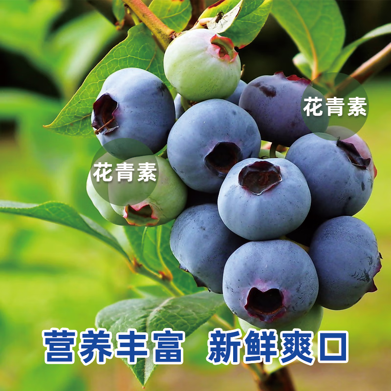 异果恋云南蓝莓 鲜果L25花香蓝莓【空运多地次日达】新鲜水果蓝莓礼盒装 18mm+【8杯*60g】480g礼盒装