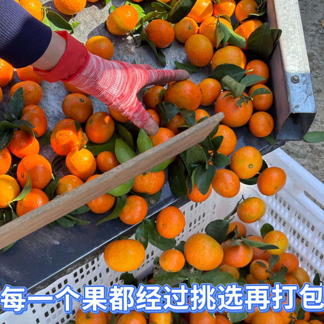 榴某某广西砂糖橘当季新鲜水果现摘金秋沙糖桔柑橘蜜桔橘子孕妇桔子整箱 净重8斤-精选装【小中果】带箱