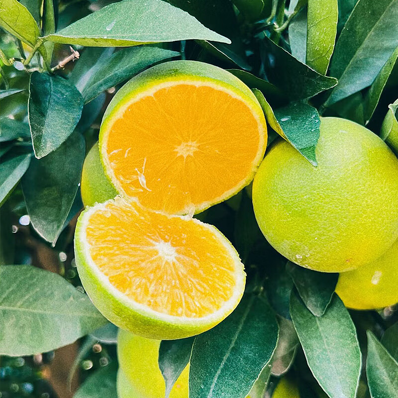 唯亭美云南哀牢山冰糖橙橙子当季新鲜水果纯甜橙子整箱果冻甜橙手剥橙子 净重8.5斤特大果【果径70+mm】爆甜多汁